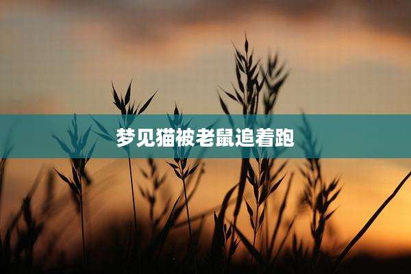 梦见猫被老鼠追着跑