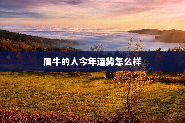 属牛的人今年运势怎么样