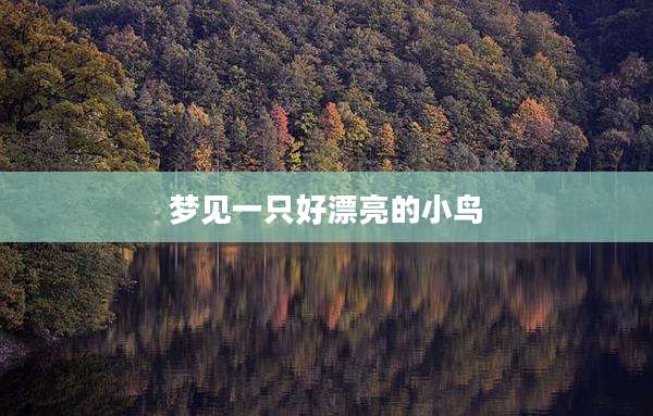 梦见一只好漂亮的小鸟