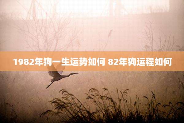 1982年狗一生运势如何 82年狗运程如何