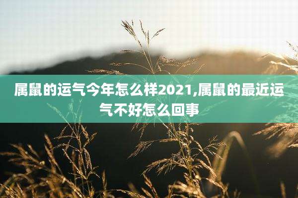 属鼠的运气今年怎么样2021,属鼠的最近运气不好怎么回事