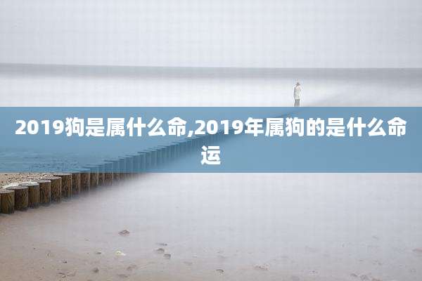 2019狗是属什么命,2019年属狗的是什么命运