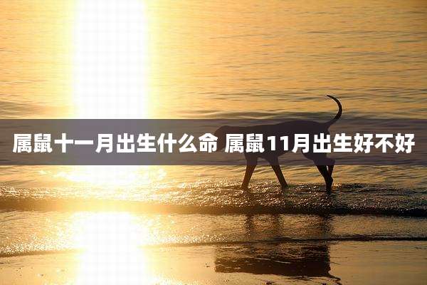 属鼠十一月出生什么命 属鼠11月出生好不好