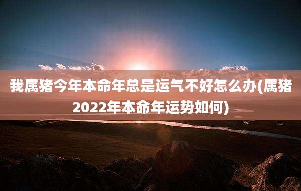 我属猪今年本命年总是运气不好怎么办(属猪2022年本命年运势如何)