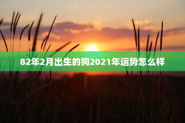 82年2月出生的狗2021年运势怎么样