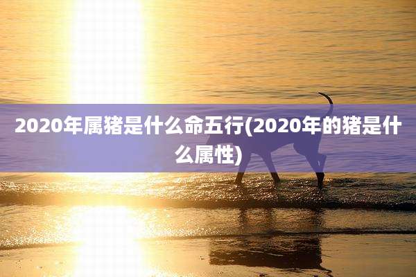 2020年属猪是什么命五行(2020年的猪是什么属性)
