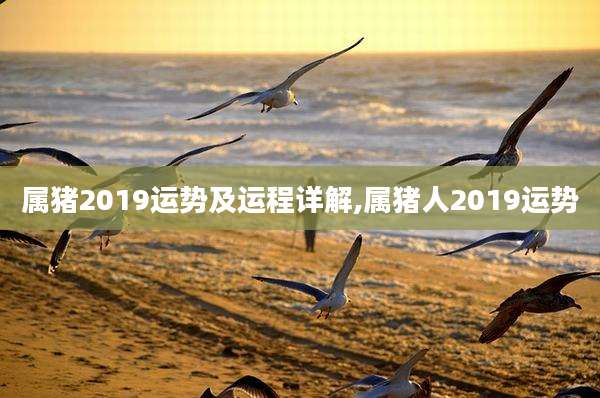 属猪2019运势及运程详解,属猪人2019运势