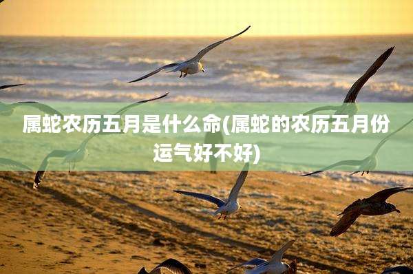 属蛇农历五月是什么命(属蛇的农历五月份运气好不好)