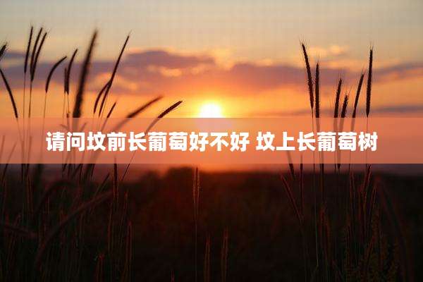 请问坟前长葡萄好不好 坟上长葡萄树