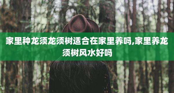 家里种龙须龙须树适合在家里养吗,家里养龙须树风水好吗