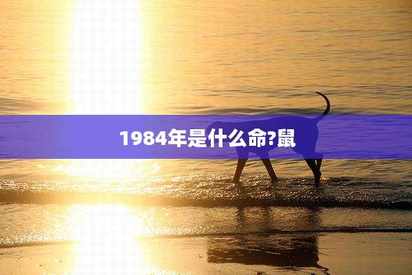 1984年是什么命?鼠