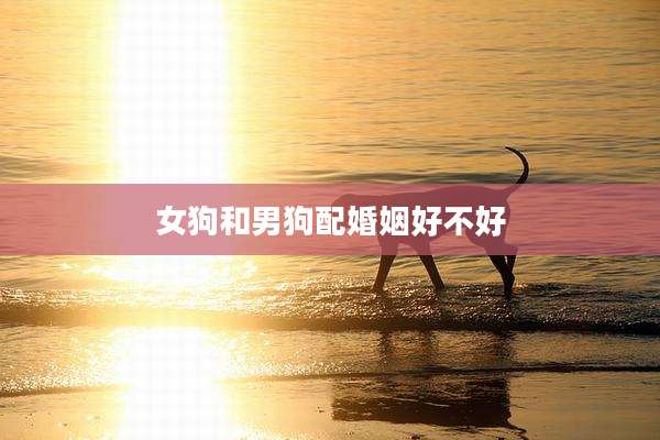 女狗和男狗配婚姻好不好