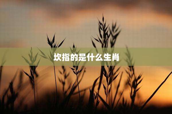 坎指的是什么生肖