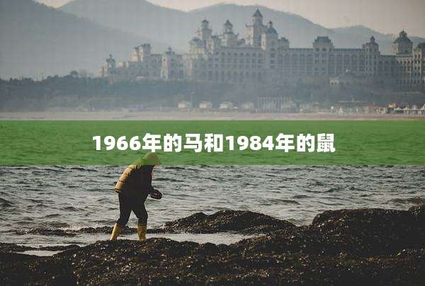 1966年的马和1984年的鼠