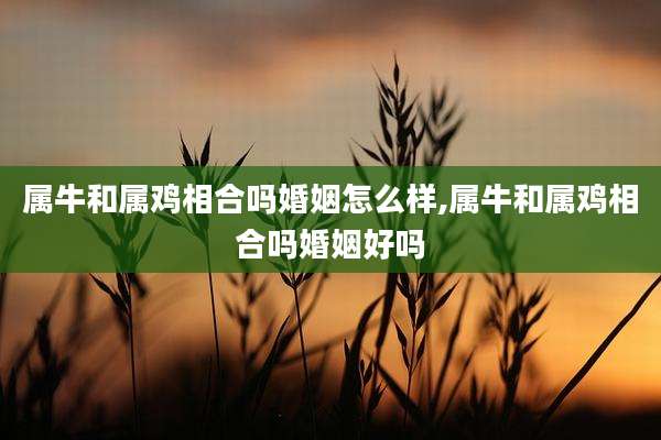 属牛和属鸡相合吗婚姻怎么样,属牛和属鸡相合吗婚姻好吗