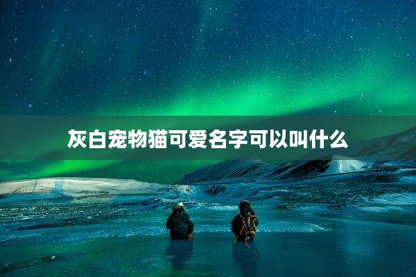 灰白宠物猫可爱名字可以叫什么