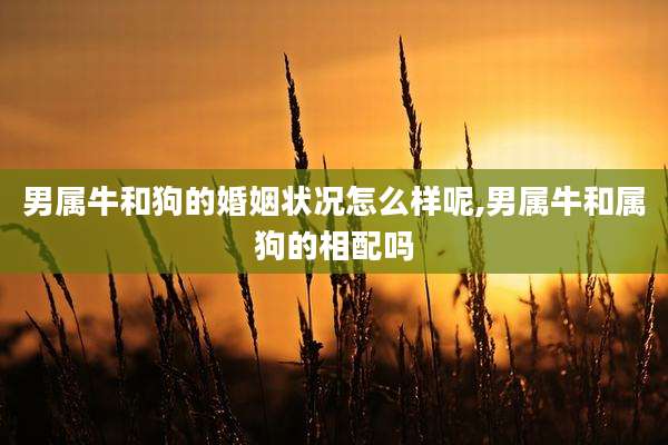 男属牛和狗的婚姻状况怎么样呢,男属牛和属狗的相配吗