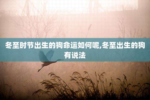 冬至时节出生的狗命运如何呢,冬至出生的狗有说法