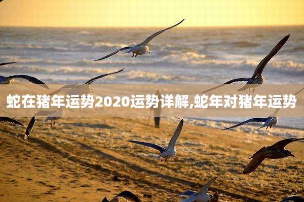 蛇在猪年运势2020运势详解,蛇年对猪年运势