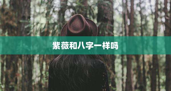 紫薇和八字一样吗