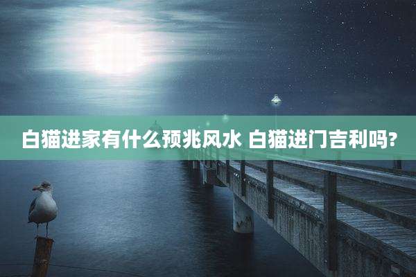 白猫进家有什么预兆风水 白猫进门吉利吗?