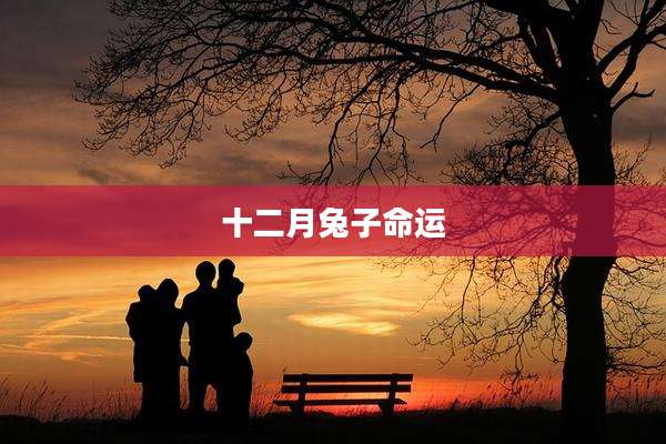 十二月兔子命运