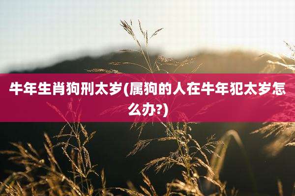 牛年生肖狗刑太岁(属狗的人在牛年犯太岁怎么办?)