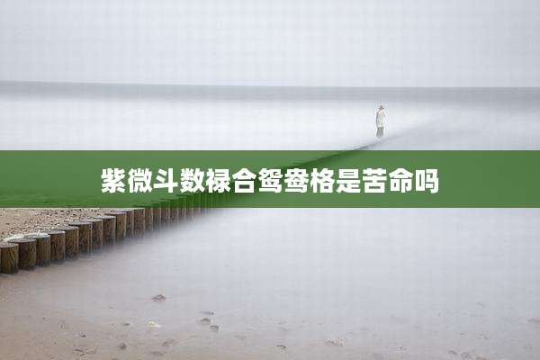 紫微斗数禄合鸳鸯格是苦命吗