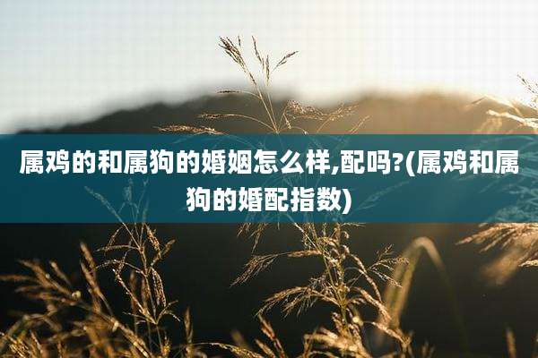 属鸡的和属狗的婚姻怎么样,配吗?(属鸡和属狗的婚配指数)