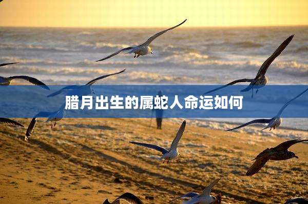 腊月出生的属蛇人命运如何