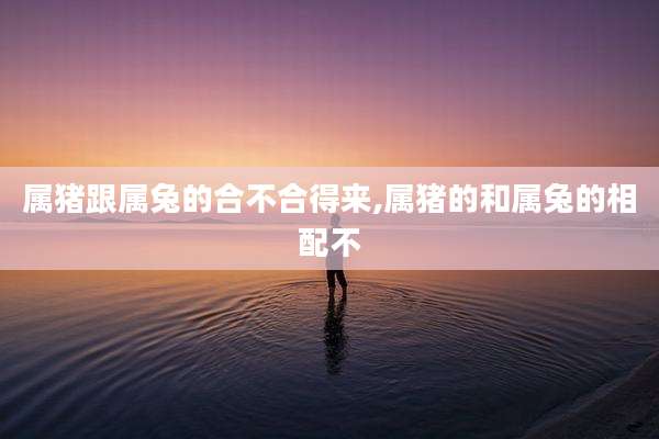 属猪跟属兔的合不合得来,属猪的和属兔的相配不