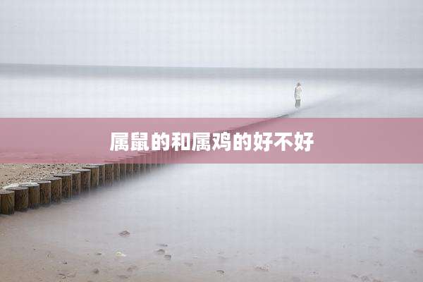 属鼠的和属鸡的好不好