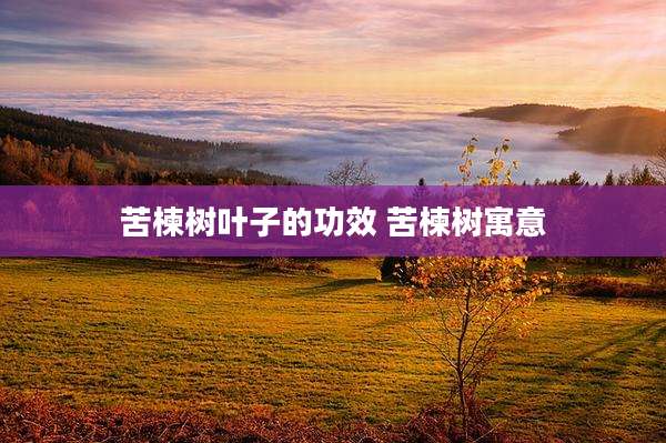 苦楝树叶子的功效 苦楝树寓意