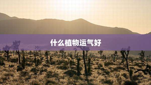 什么植物运气好