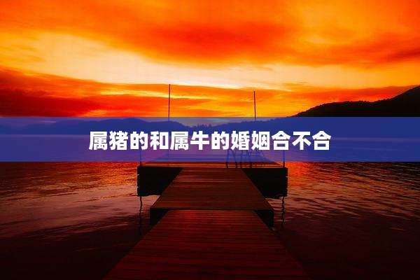 属猪的和属牛的婚姻合不合