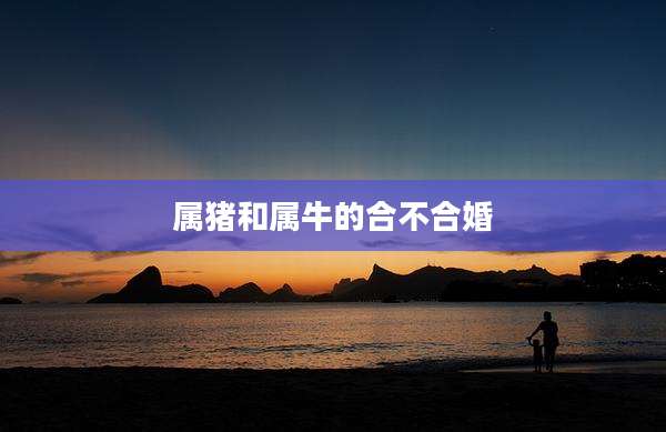 属猪和属牛的合不合婚