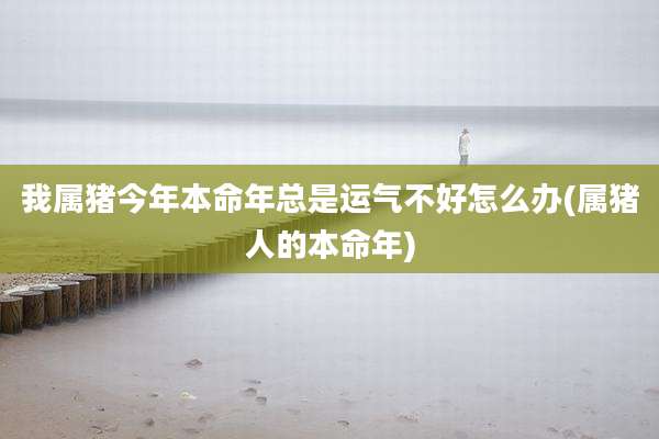 我属猪今年本命年总是运气不好怎么办(属猪人的本命年)