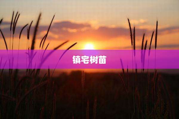 镇宅树苗