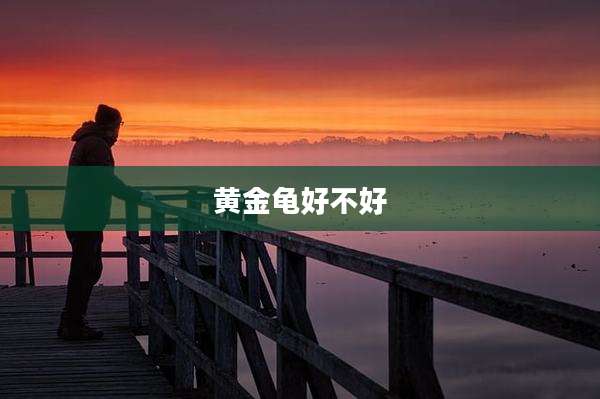 黄金龟好不好