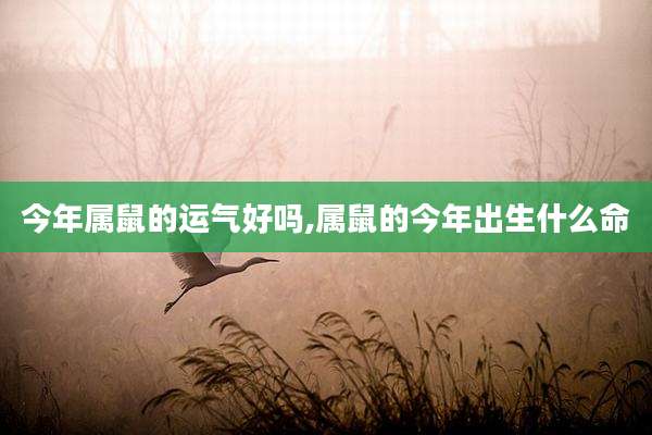 今年属鼠的运气好吗,属鼠的今年出生什么命