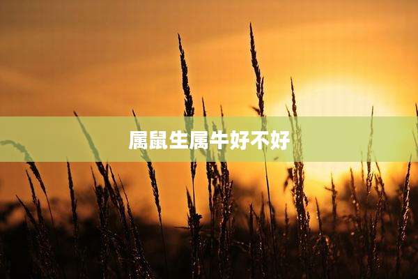 属鼠生属牛好不好