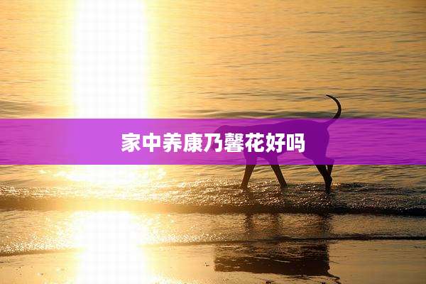 家中养康乃馨花好吗
