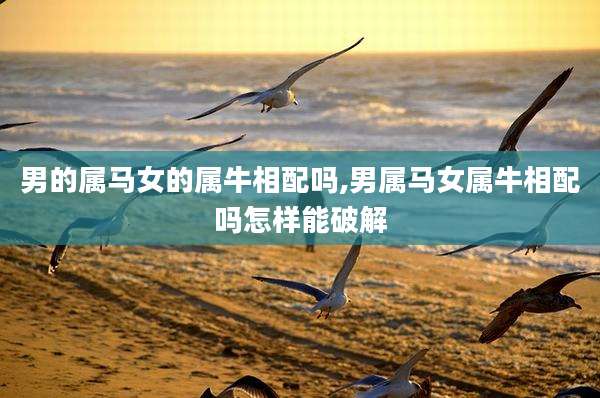 男的属马女的属牛相配吗,男属马女属牛相配吗怎样能破解