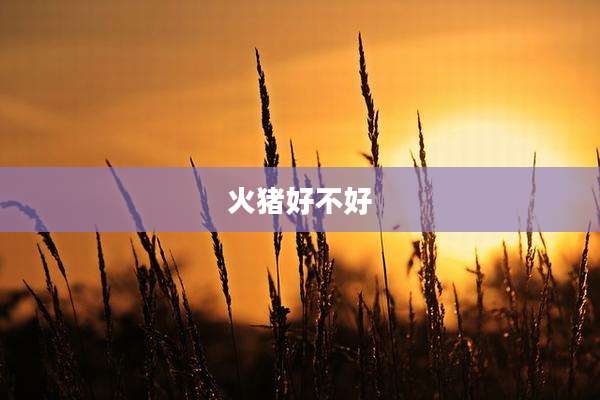 火猪好不好