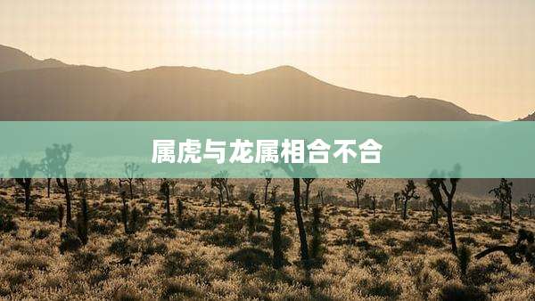 属虎与龙属相合不合