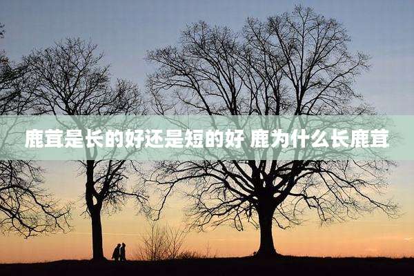 鹿茸是长的好还是短的好 鹿为什么长鹿茸