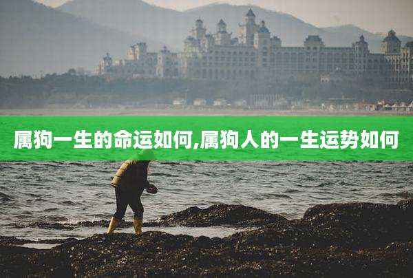 属狗一生的命运如何,属狗人的一生运势如何