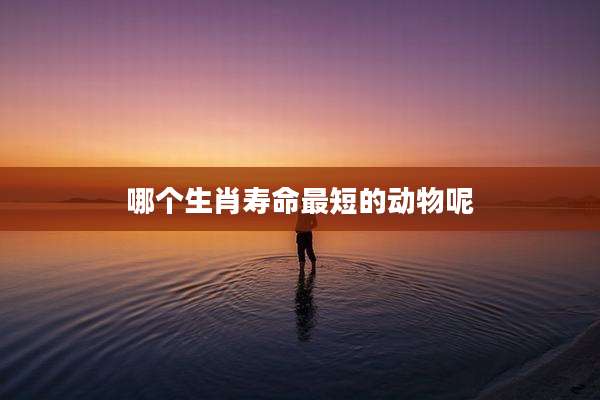哪个生肖寿命最短的动物呢