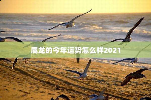 属龙的今年运势怎么样2021