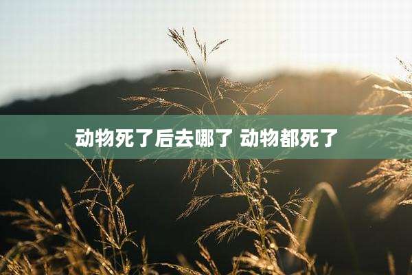 动物死了后去哪了 动物都死了
